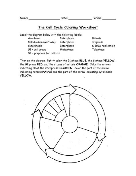 cell cycle coloring worksheet answers